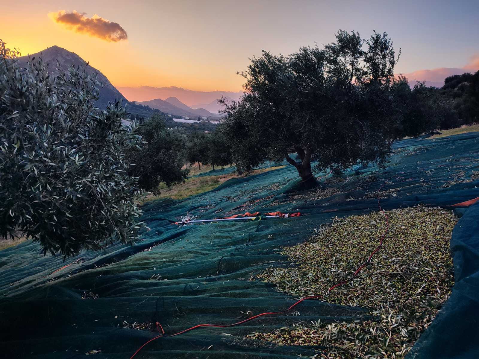 Πώληση ελαιολάδου 0,3 οξύτητα